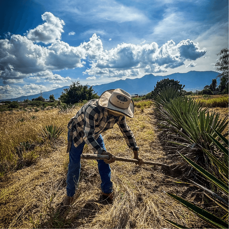 Sowing and Harvesting